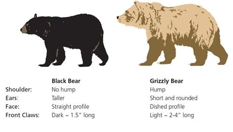 Bears Glacier National Park Us National Park Service