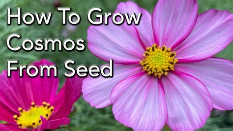 How To Grow Cosmos Flowers From Seed How To Prune For More Flowers