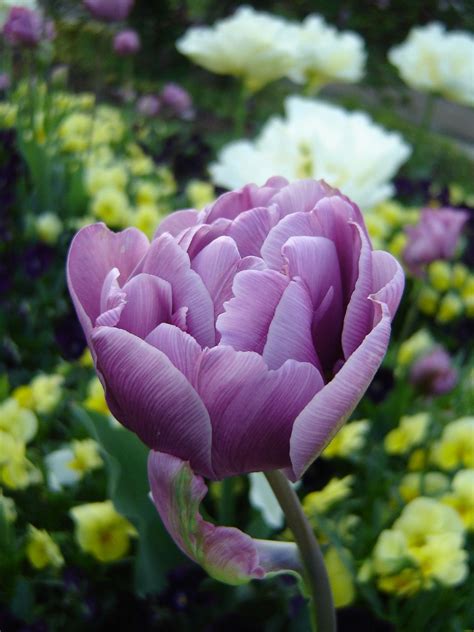 Check spelling or type a new query. Bestand:NyonPurpleFlower.JPG - Wikipedia | Types of purple ...