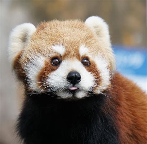 Baby Red Panda Mlem Raww