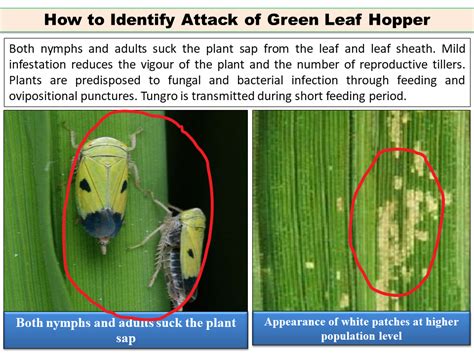 How To Identify Attack Of Green Leaf Hopper Paddy Insect