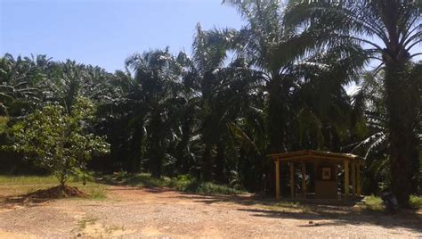 General conditions when buying land. Kuala Ketil 240-acre Oil Palm Estate - Freehold - Land for ...