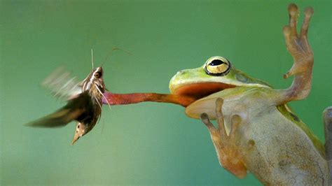 que mange une grenouille alimentation des grenouilles