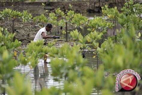 Dinas Pariwisata Tambah Fasilitas Kawasan Konservasi Mangrove Antara