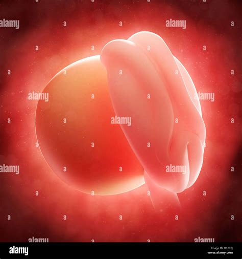 Embryo Weeks Artwork Hi Res Stock Photography And Images Alamy