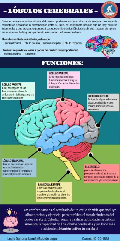 L Bulos Del Cerebro Anatomia Del Cerebro Humano Lobulos Del Cerebro