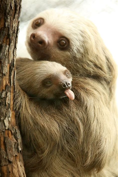 Little Sloth Like Spent Time With Mom Too Cute To Bear