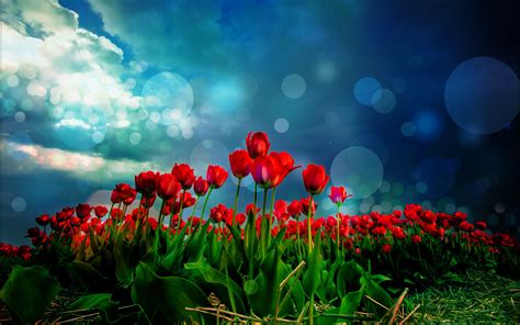 Free Download Red Tulips Hd Wallpapers 2560x1599 For Your Desktop