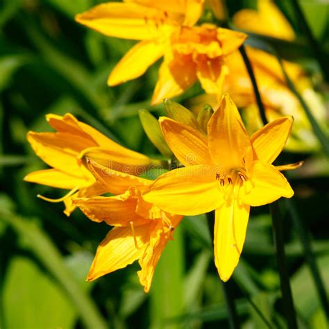 Fiori spontanei gialli guardate come sono carini questi fiori spontanei che stanno fiorendo in questo periodo qui li. Fiori Gialli Spontanei Estivi / Fiori gialli sui prati ...