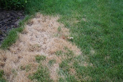 How To Fix Brown Patches In Your Grass Storables