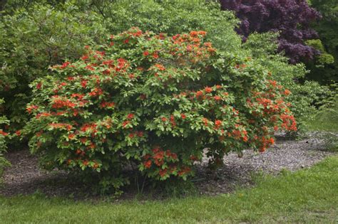 Shrub With Red Orange Flowers Clippix Etc Educational Photos For