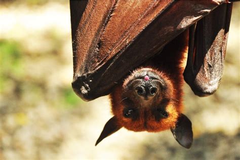 The Giant Golden Crowned Flying Fox The Worlds Largest Pollinator