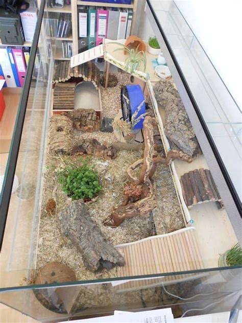 Natural Hamster Enclosure 120cm X 60cm Terrarium For Dsungare Sir