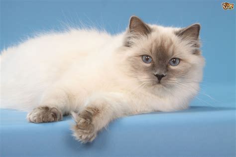 Cats come in all shapes & sizes! Five popular cat breeds from America | Pets4Homes