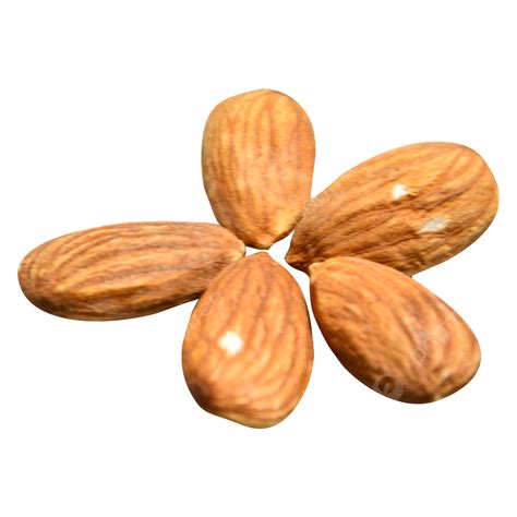 Almond Shaped Png Vector Psd And Clipart With Transparent Background