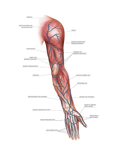 Venous System Of The Upper Limb By Asklepios Medical Atlas