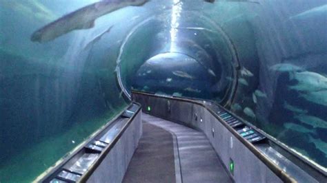 Shark Tunnel At Aquarium Of The Bay In San Francisco Youtube