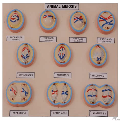 Meiosis Animal Cell