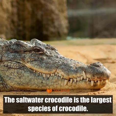 10 Cold Blooded Animals List Explain Facts With Pictures