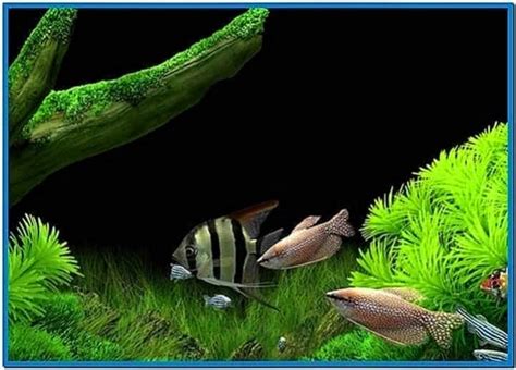 Dream Aquarium Screensaver Full Version Windows 7 Download