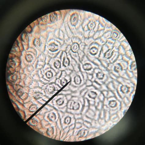 How To View Stomata Under The Microscope Science Lessons That Rock