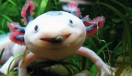 This axolotl sticker is amazing. eetgewoontes - De Axolotl