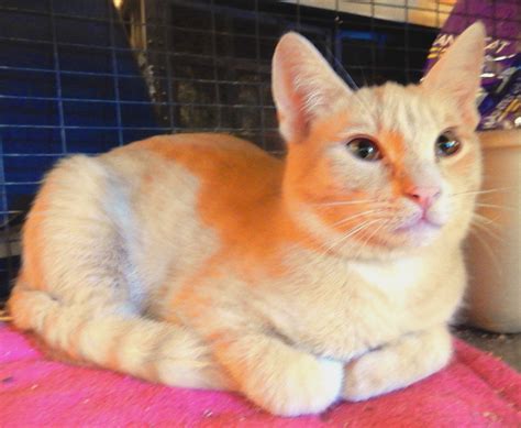 Orange Cats Male Personality Animal Enthusias Blog