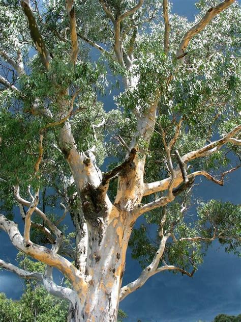 How Many Different Types Of Eucalyptus Trees Do Koalas Eat Hasma