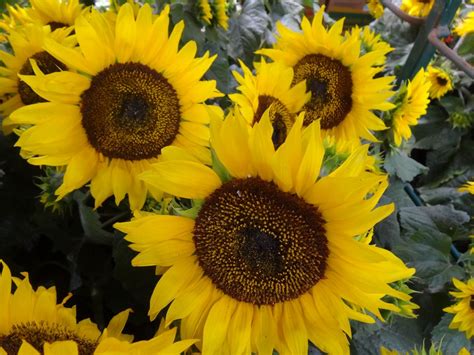 Beautiful Sunflowers And Stargazer Lilies