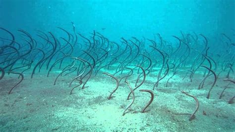 Many toxic flowers look stunning with their bright, bold colors that are able to attract children and especially toddlers prone to placing most anything into their mouths. These Are Garden Eels not Sea Grass! | Two Fish Divers