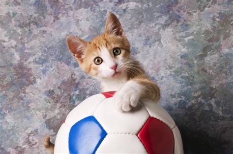 In your kitten's mind, a playful nip is indistinguishable from a painful bite. Kittens Playing Soccer | Funny and Cute Cats Gallery