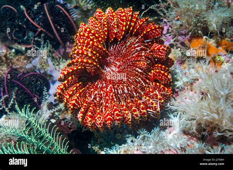Underwater Crinoid Feather Star Hi Res Stock Photography And Images Alamy