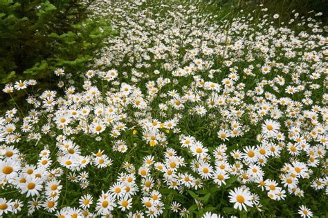 White Daisies Field Stock Photo Image Of Flora Environment 94882220