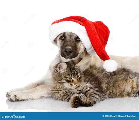 Cat And Dog With Santa Claus Hat Stock Photo Image Of Noel Isolated