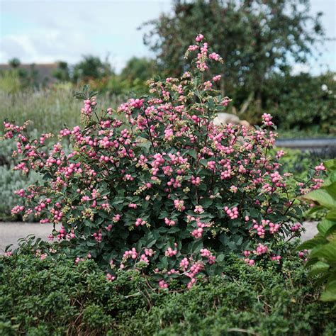Symphoricarpos Magical Candy Kolster Bv Magical Plants And Flowers