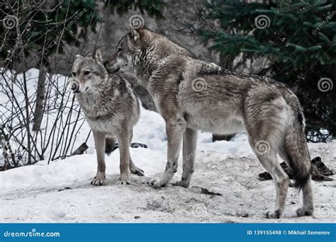 The Wolves Are Male And Female During The Rut Mating Games The Wolf