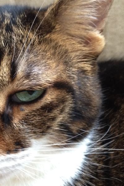 It depends on what you mean by lump. if you mean a large bump, like the size of an almond or i experienced this with my cat years ago. My Cat Has A Lump On His Face - CatWalls