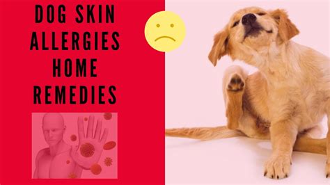 🔥 Tips And 3 Methods Dog Skin Allergies Home Remedies”👍 Youtube