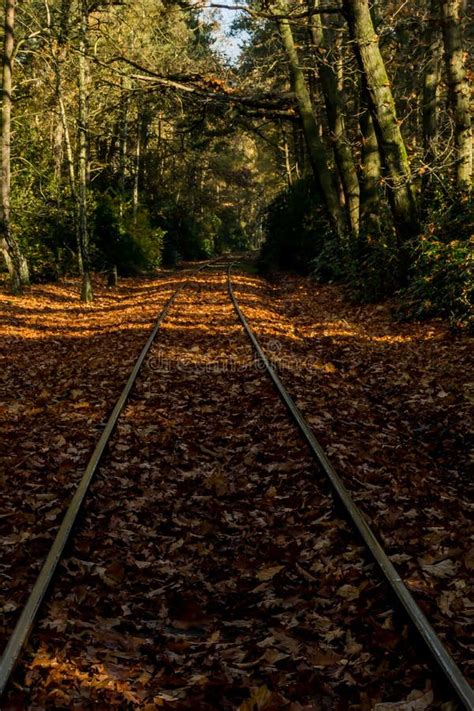 Railroad Track In Autumn Stock Image Image Of Fall Forest 63410805