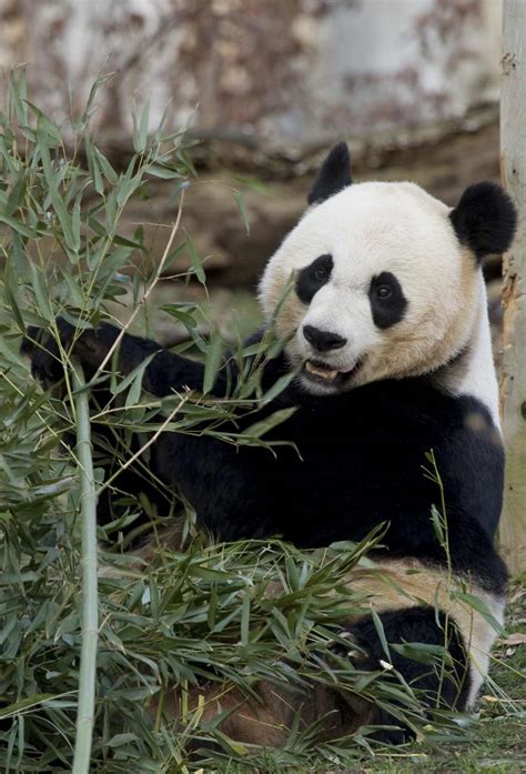 Smithsonian Insider Hormone Tests Show Mei Xiang The National Zoos