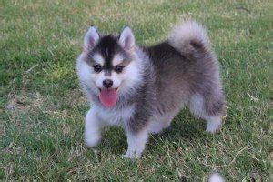 Find pomsky puppies for sale and dogs for adoption. Pomsky Puppies For Sale | Lansing, MI #254247 | Petzlover