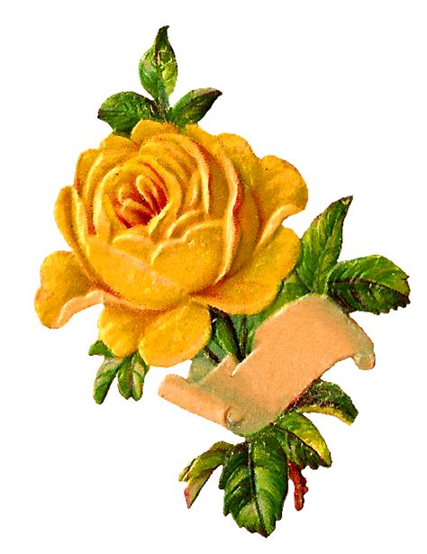 Antique Images Yellow Rose Digital Label Download Flower Stock Image