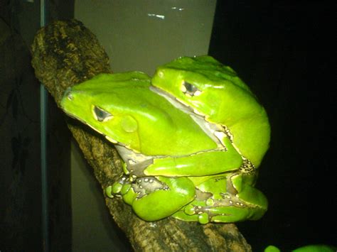 How To Care For The Giant Waxy Monkey Tree Frog Pethelpful