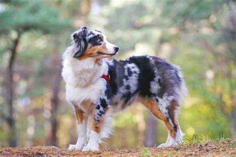 Australian Shepherd Charakter Haltung Pflege Aus Liebe Zum Haustier