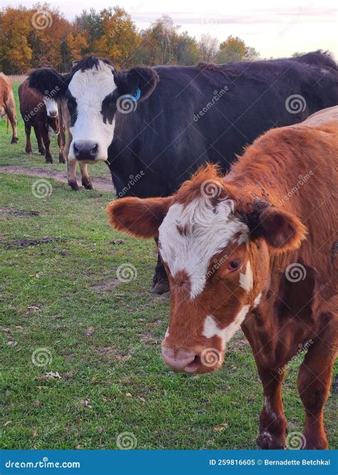 Beef Cattle In Wisconsin Stock Image Image Of Grazing 259816605