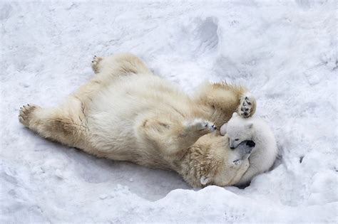 Wallpaper 2000x1333 Px Baby Animals Nature Playing Polar Bears