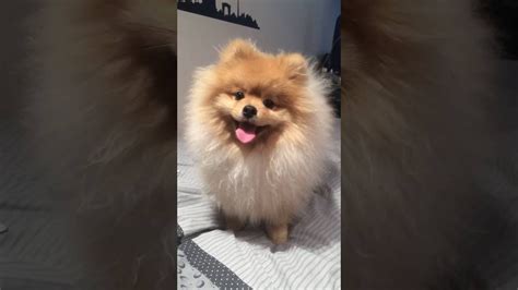 Amazing Pomeranian Youtube