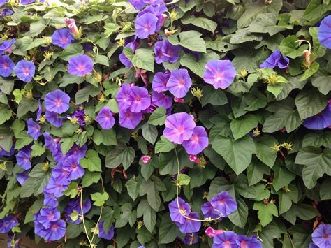 Purple Flower Creeper Plant Karole Orta