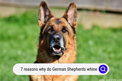 Why Do German Shepherds Whine 7 Reasons Explained Oodle Life
