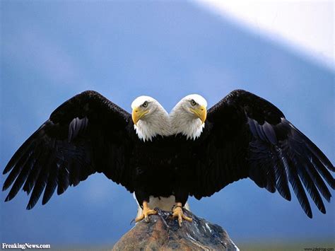 A chargé d'affaires is usually accredited to the foreign minister of the country in which he operates, rather than to the head of state, and acts in the absence of. NationStates • View topic - What is your national animal?